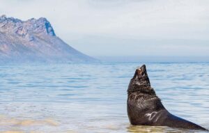 Here’s what you can do if you encounter a beached seal this summer