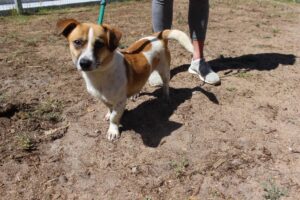 SPCA cautions against fireworks as New Year’s nears