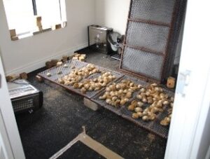 Two arrested in B’fell with abalone of R5m