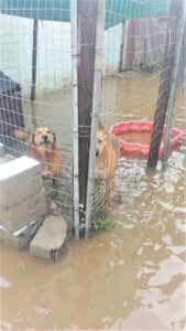 Diere gered ná reën: Weldoeners spring in om honde en katte te versorg ná skuiling oorstroom