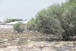 Oorgroeide grond ‘prioriteit’, sê Stad Kaapstad
