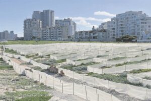 Dunes in Table View get a ‘green’ facelift
