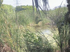 Ready, wet, go: GrandWest celebrates World Wetlands Day