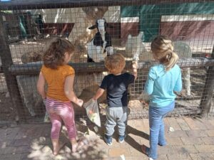 ‘It was like something out of a movie’: Swarm of bees ‘attack’ nursery, animals