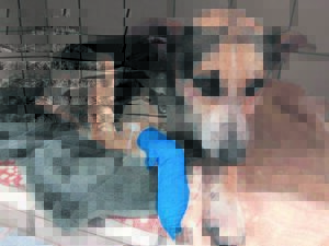 Abused dog ‘scarred’ for life after being goaded into a fight against eight other dogs