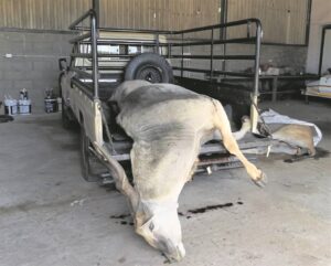 Man fined for illegal hunting