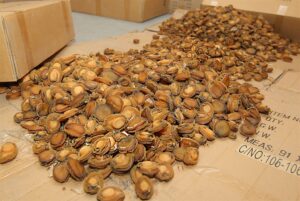 Abalone bust in Parow