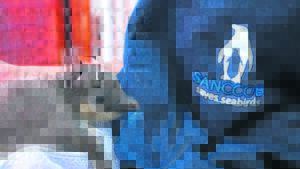 Sanccob fights for penguins: 85 chicks and 40 eggs in care