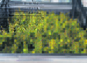 AfriForum ruim park op