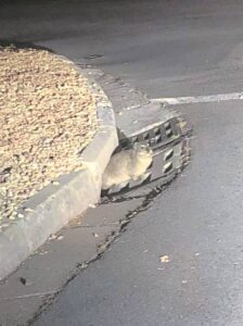 ‘Stadsdassie’ gewaar