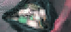 Abalone seized in Brackenfell, one arrested