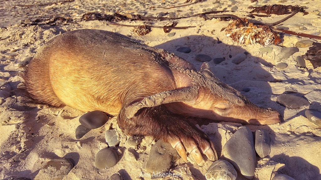 Surfer, Alex Aitkenhead came across an aardvark on