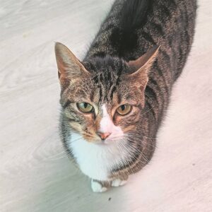 Honde maai onder Kraaifontein-buurt se katte