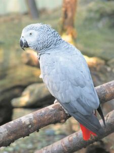 Jong voël dramaties gered