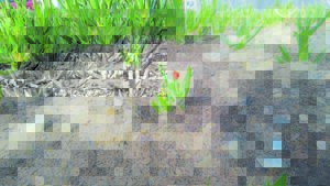 Greening MMID by adding colours