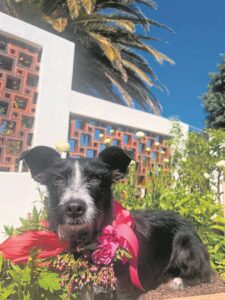 This year’s ‘furry’ Garden Day promises to be one for the books