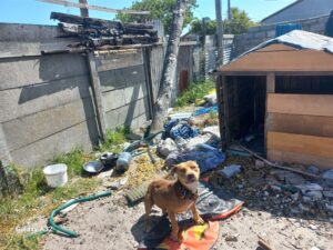 SPCA inspectors attacked while rescuing dogs in Delft