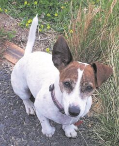WATCH | Is this Jack Russel from Cape Town the next Messi? Pup shows off ‘soccer’ skills