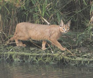 Caracal sightings on Intaka Island