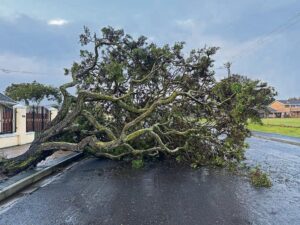 Strong winds uproot trees in Ward 1 as more bad weather is predicted