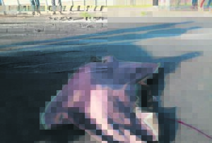 Man in hof ná hy 63-jarige vrou in Bonteheuwel glo doodry