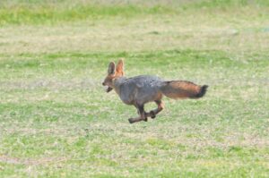 Table View residents pointing finger at rapid construction for wild fox siting