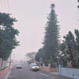 Hero climbs towering tree to rescue kitten in Bellville, Cape Town