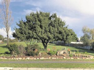 Projek voer stryd om oorlewing