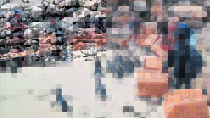 First batch of rehabilitated African penguins released for 2023