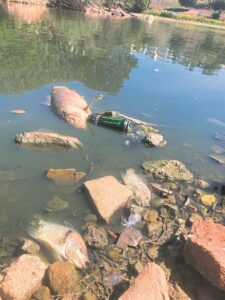 Dead fish shock Durbanville residents, walkers