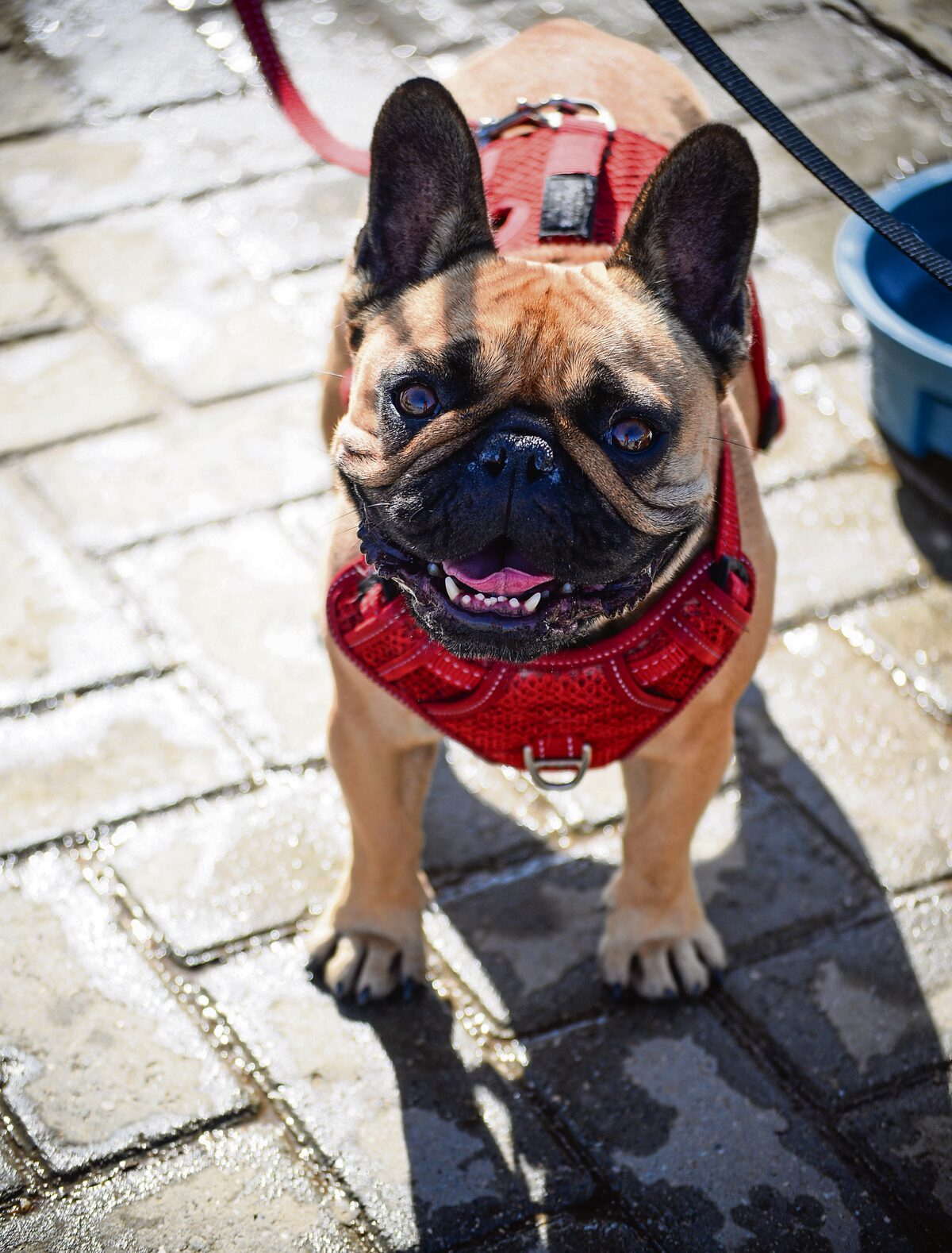 Paws to strut their stuff on Promenade