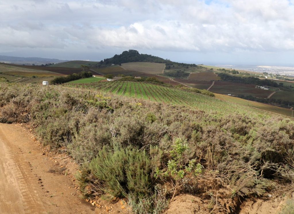 Renosterveld and vineyards on Zevenwacht Wine Estate.