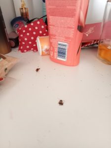 Senior (93) kla: ‘Daar’s ‘n kakkerlak in my kamer!’