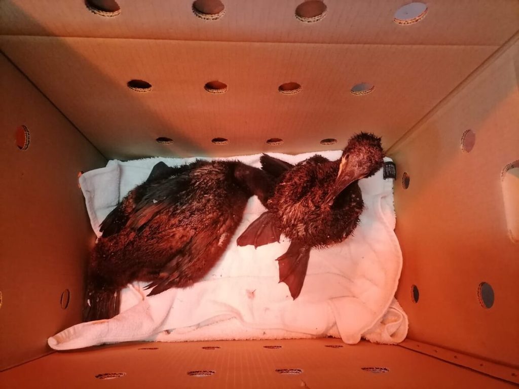 Over 30 vulnerable seabird chicks are now safe and recovering at Sanccob Table View’s nursery after severe winter storms.