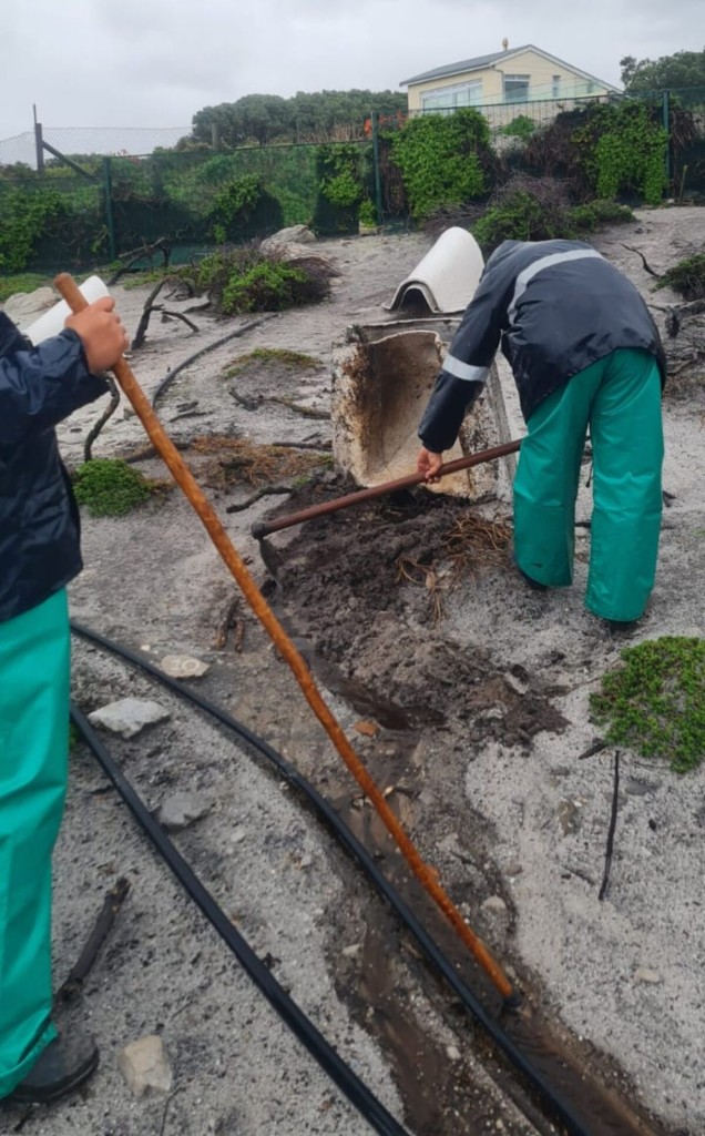 Rangers rescue and care for storm-battered African Penguin and Bank Cormorant chicks after severe winter storms along the Western Cape coast.