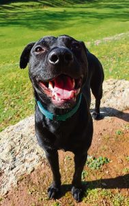 Oupa, die reddingshond, word Marvel by nuwe huis