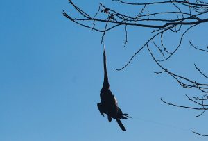 ‘No fishing at dams’, urges City