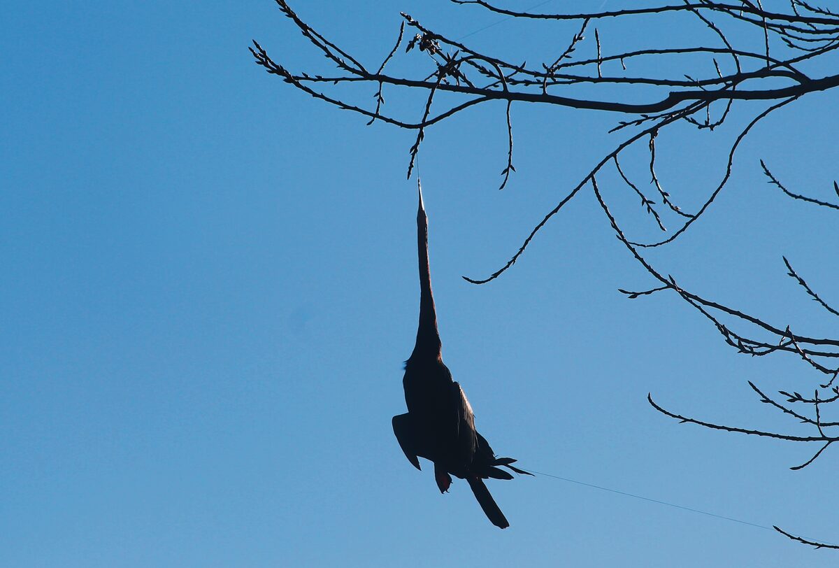 A cormorant died a horror death after it got stuck in a tree after fishing line he became entangled in, got caught in tree branches.