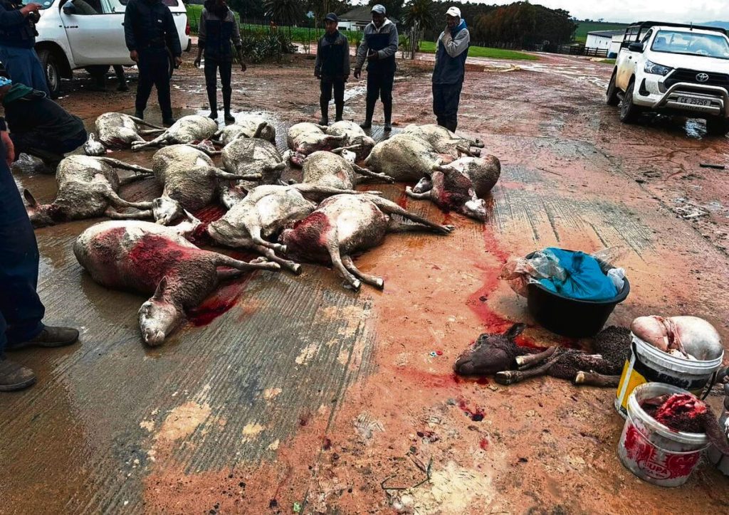 Die kele van hierdie skape is reed afgesny, gereed om geslag te word.