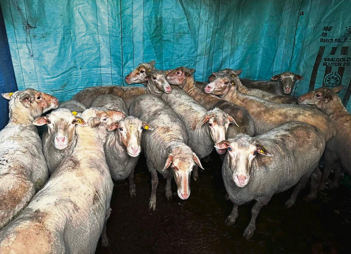 KYK | Grusame slagting van gesteelde skape naby Durbanville