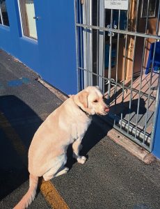 Luka die labrador is kinders se held by Brackenfell-kleuterskool