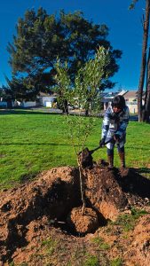 Wild olive trees planted in Bothasig and Edgemead parks for Arbor Month