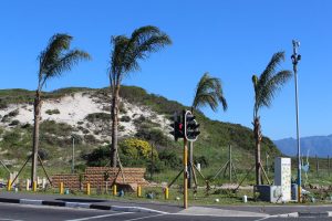Civic plants palms at entrance to Pelican Heights