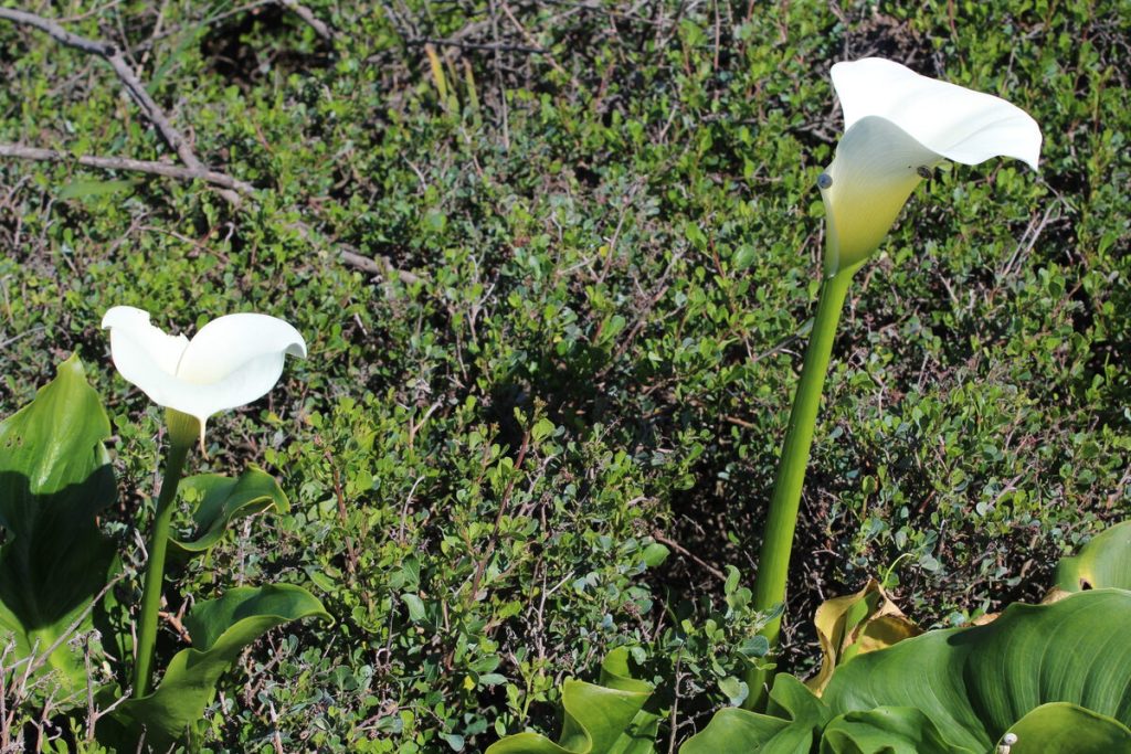 Arum lillies are also blooming among the daisies.