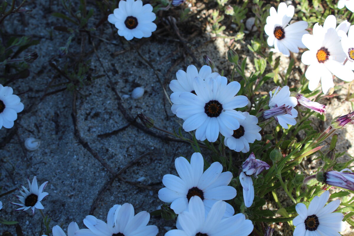 WATCH | Spring is in full bloom as nature reserves are carpeted in daisies