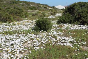 Councillor renews push for Mitchells Plain coastal development