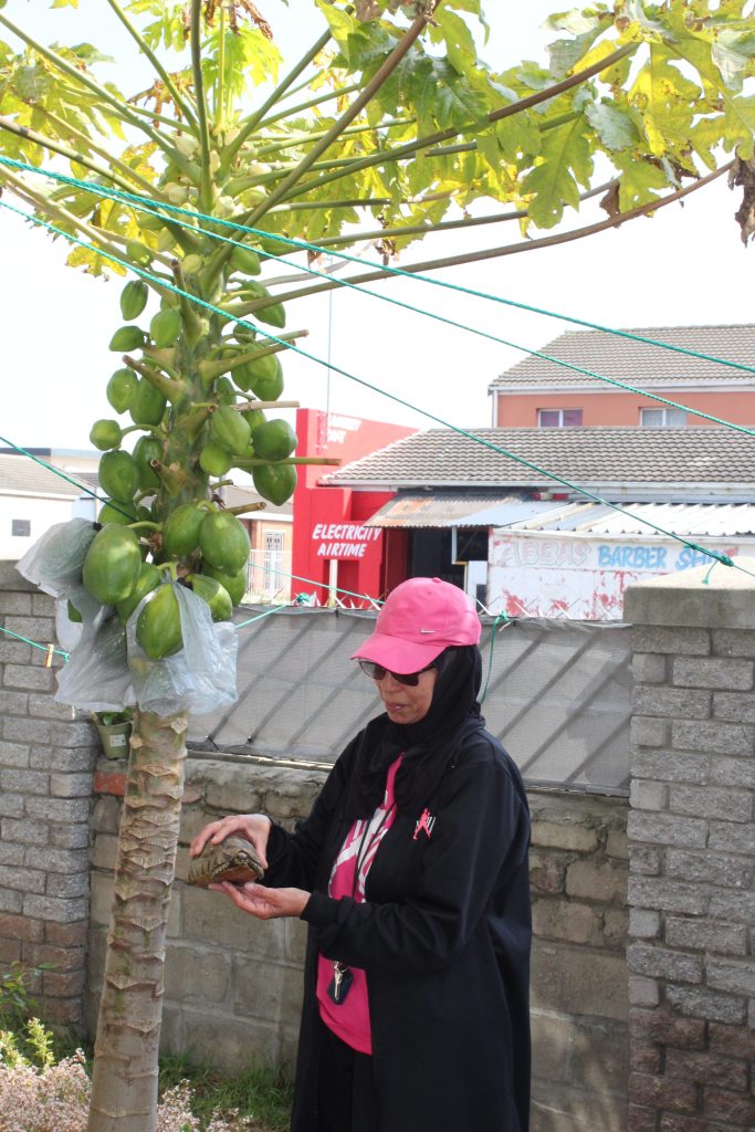 Kamiela Daniels of Woodlands introduces TygerBurger to the pet tortoise that loves to eat her rose petals. The pair are beside Louw's papaya tree which is heavy with fruit this spring.