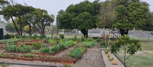 Brackenfell’s Suikerbossie Garden needs  help to keep growing