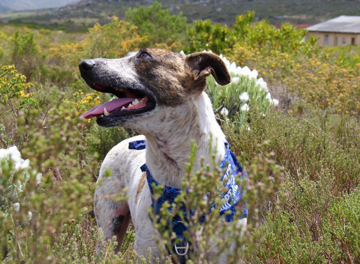 Charlie is now a healthy, happy dog after he has been rescued by TEARS Animal Rescue and adopted by his forever family in Durbanville.