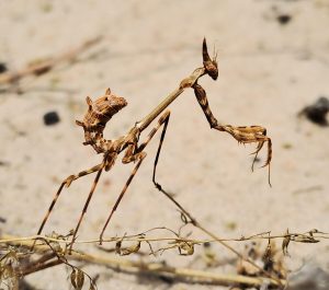 Free entry at City nature reserves for Great Southern BioBlitz